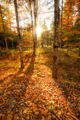 Beautiful autumn lane in the forest in austria