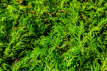 Background of the evergreen juniper bushes. Natural pattern
