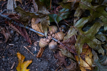 Early autumn color in Central Park South