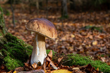 Fototapeta premium Steinpilz an einem Baumstumpf im Wald