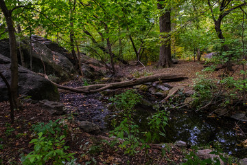 Early autumn color in Central Park South