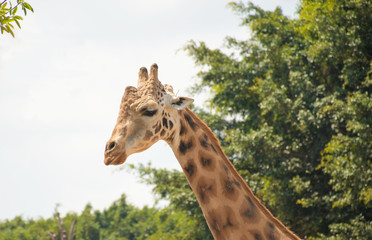 Jirafa en Zoológico