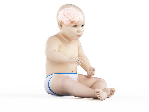 3d rendered medically accurate illustration of the brain of a baby