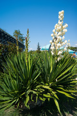Small blooming palm tree - blue agave with a huge torch of white large flowers against a clear blue sky