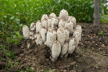 Colony mushrooms coprinus comatus  growing  in the garden. Anti alcoholic mushroom © sever180