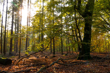 Obraz premium Beech forest (Fagus sylvatica) in autumn with sun rays through leaves. Location: Speulderbos, Garderen, the Netherlands.