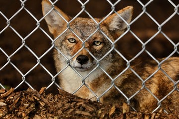 The coyote is a canine native to North America. It is smaller than its close relative, the gray...