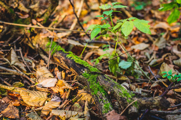 Moss growing on trees. Forest beauty concept, walk through the forest. Rich forest vegetation, beautiful seasonal view.