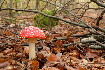 Close up  beautiful fly agaric mushroom(amanita muscaria) with its bright red cap, white spots, and white gills.  Surrounded by red brown fallen leaves, dry branches and golden autumn forest backgroun