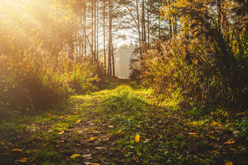 Forest path. Forest beauty concept, walk through the forest. Rich forest vegetation, beautiful seasonal view. Admiring vegetation, peace. Air purity indicators.
