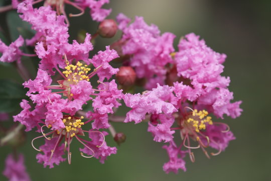 Lagerstroemia flos reginae, Giant Crape Myrtle, Queens flower, Pride of India, Banaba, Blooming Pink Flowers
