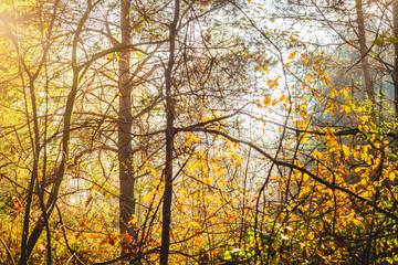 Fototapeta premium Forest nature. Forest beauty concept, walk through the forest. Rich forest vegetation, beautiful seasonal view. Admiring vegetation, peace.