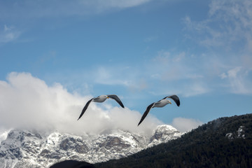 aves patagónicas