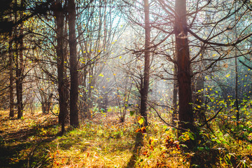 Forest nature. Forest beauty concept, walk through the forest. Rich forest vegetation, beautiful seasonal view. Admiring vegetation, peace.