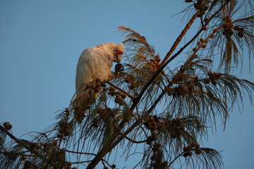 Cacatua sanguinea at Cottesloe Beach Perth, Western Australia