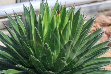 green succulent plant