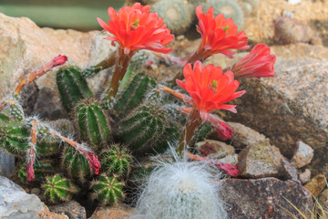 red cactus flowers closeup