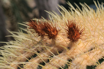 closeup of cactus flowers