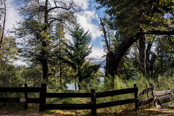 Fototapeta premium bosques frios