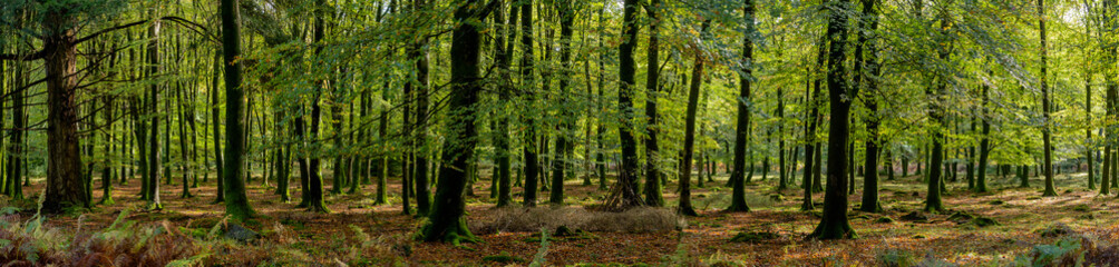 Fototapeta na wymiar Autumn in the new forest wood, Hampshire .