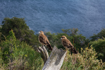 aves patagónicas