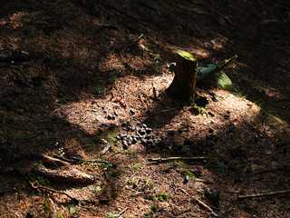 Deer on pine needles in forest near small tree stump.