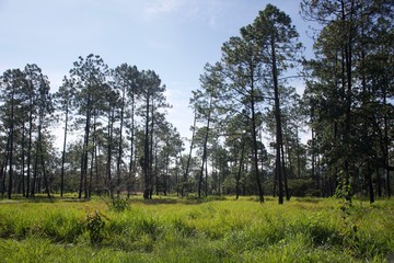Paisaje de bosque y cielo azul en un día soleado