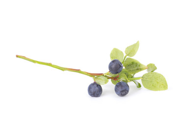 Fresh blueberry from forest isolated on white background with green leaves