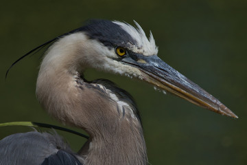 Obraz premium Great Blue Heron Portrait
