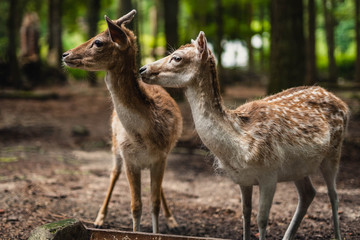 Obraz premium Reh nicht mehr allein