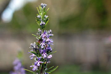 Obraz premium Rosemary herb in bloom, single stem