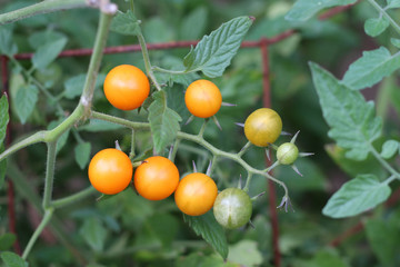 Sugar Sweet Small Orange Tomatoes on Vine