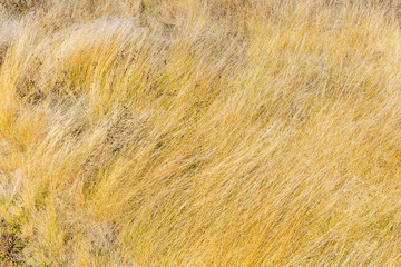 Background of dry grass. Autumn concept