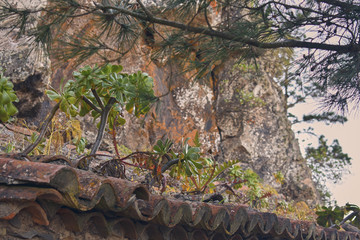 autochthonous vegetation of the Canary Islands growing on a ceramic roof