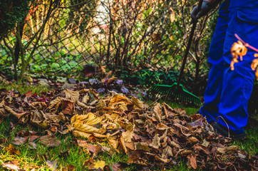 Seasonal raking of leaves in the garden. Concept of cleaning and caring for the garden. Man rakes...