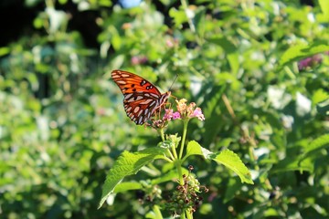butterfly on a flower