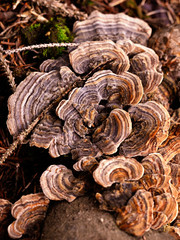 Wood decaying fungus growing on a stump in a forest.