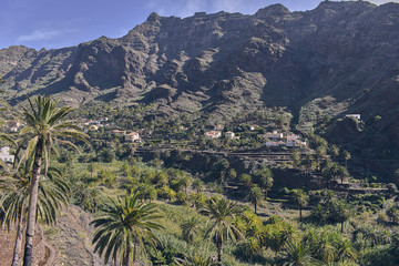 Fototapeta na wymiar palm trees growing wild in the background of a ravine on the island of La Gomera, Canary Islands