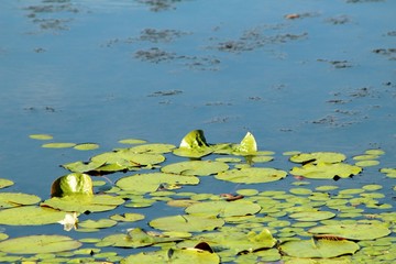 Phinizy Swamp Nature Park