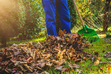 Seasonal raking of leaves in the garden. Concept of cleaning and caring for the garden. Man rakes...