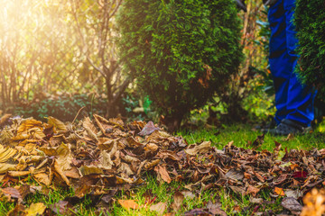 Seasonal raking of leaves in the garden. Concept of cleaning and caring for the garden. Man rakes...