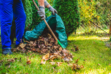 Seasonal raking of leaves in the garden. Concept of cleaning and caring for the garden. Man rakes...
