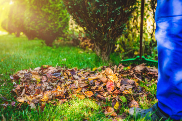 Seasonal raking of leaves in the garden. Concept of cleaning and caring for the garden. Man rakes withered and colorful leaves in the garden. Autumn cleaning before winter, spring cleaning garden.