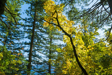 Fototapeta premium Autumn foliage on the Hamilton Mountain Trail in Beacon Rock State Park, Washington, USA