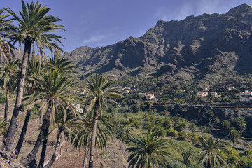 Fototapeta na wymiar palm trees growing wild in the background of a ravine on the island of La Gomera, Canary Islands
