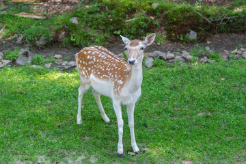 Naklejka na ściany i meble Deer in a nature reserve in Canada