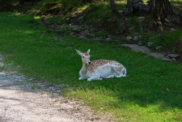 Deer in a nature reserve in Canada