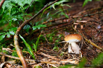 Boletus edulis - edible boletus growing in pine needles in the forest.
