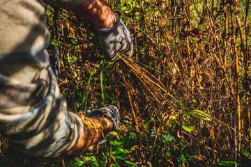 Cutting branches and pruning withered plants. The concept of cleaning and caring for the garden. The man pruns the branches, removes withered plants. Autumn cleaning before winter, spring cleaning.