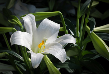 Easter Lily